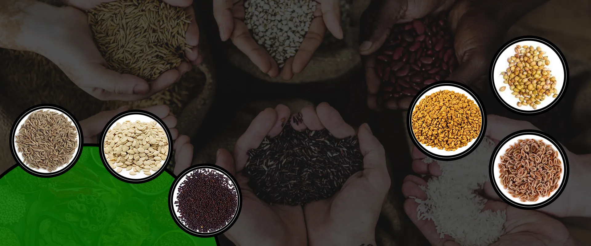 seeds exporter company